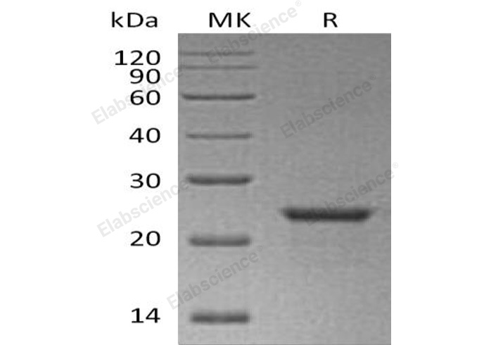 Валидация Elabscience PKSH032791(3210)