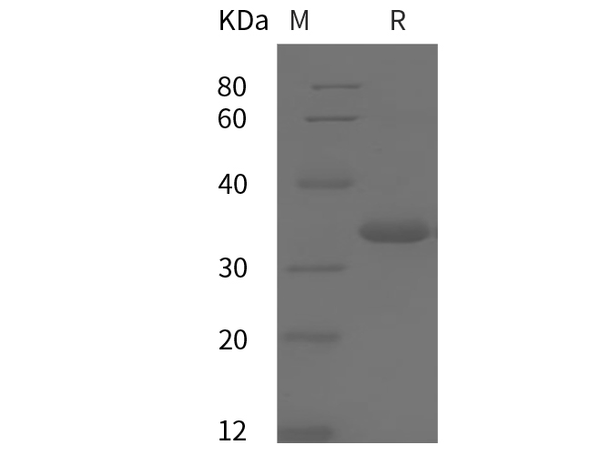 Валидация Elabscience PDMH100403(1000)