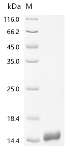 SDS-PAGE