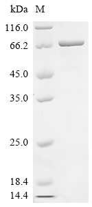 SDS-PAGE