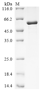 SDS-PAGE