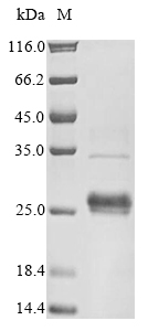 SDS-PAGE