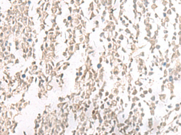 Валидация Elabscience E-AB-19312