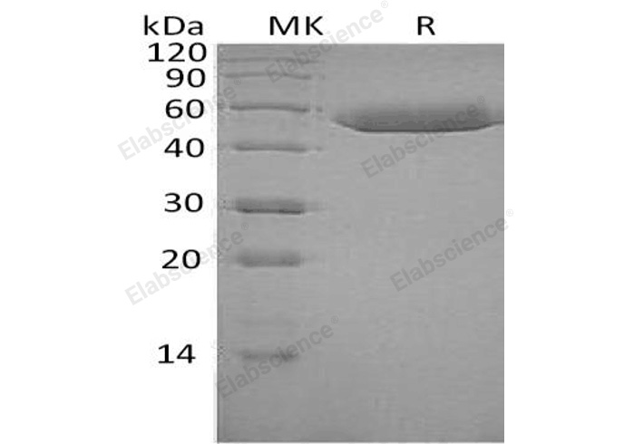 Валидация Elabscience PKSH033042(3416)