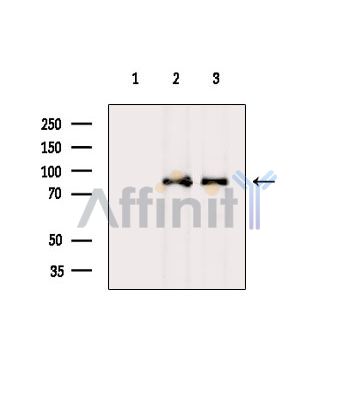 Валидация Affinity DF4262 - 15655
