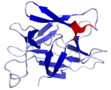 Interleukin 18 (IL18) Interleukin 18 (IL18)