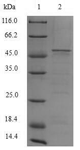 SDS-PAGE