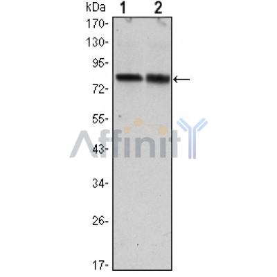 Валидация Affinity BF0596 - 5319
