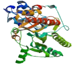 Creatine Kinase, Brain (CKB)