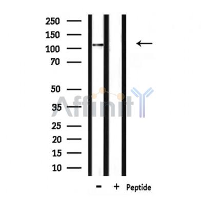 Валидация Affinity DF7877 - 19699