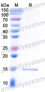 Валидация SDS-PAGE - AntibodySystem RXX00916