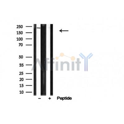 Валидация Affinity AF4800 - 2419