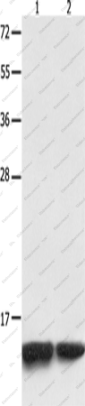 Вестерн-блоттинг, MYL9, клетки Jurkat и 231