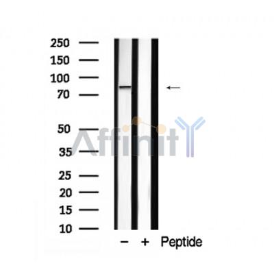 Валидация Affinity AF7900 - 4644