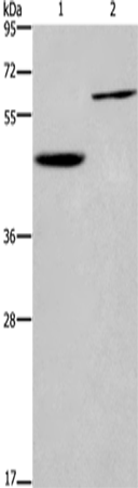 Валидация Elabscience E-AB-10290