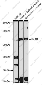 Вестерн-блоттинг, RASIP1, различные клеточные линии