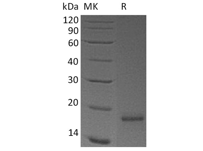 Валидация Elabscience PKSH033470(3779)