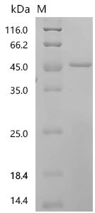SDS-PAGE