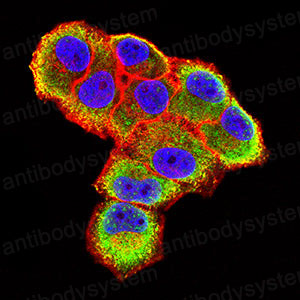 Валидация IF - AntibodySystem RHD80901