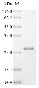SDS-PAGE