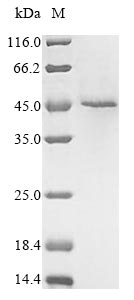 SDS-PAGE