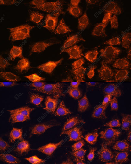 Иммунофлуоресценция, PTCD1, клетки C6