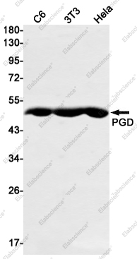 Вестерн-блоттинг, PGD, клетки C6, 3T3, HeLa