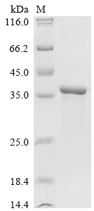 SDS-PAGE