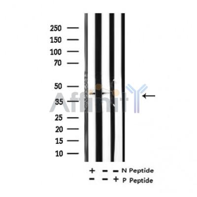 Валидация Affinity AF4363 - 2203