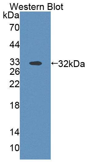59495