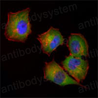 Валидация IF - AntibodySystem RHD12002