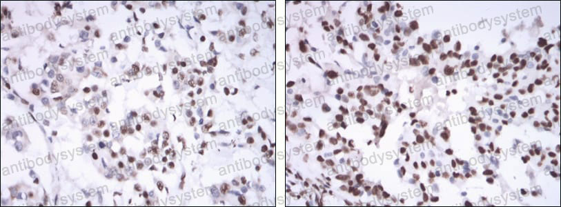 Валидация AntibodySystem RHC03207