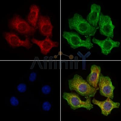 Валидация Affinity DF7700 - 19489