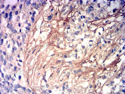 Валидация AntibodySystem RHB97602 (503)