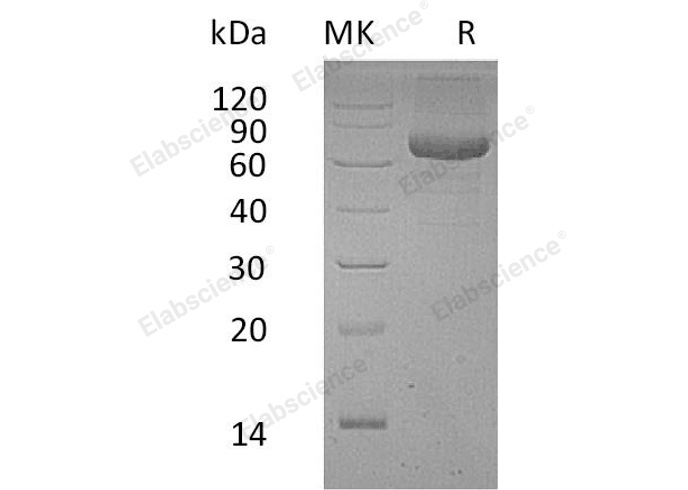 Валидация Elabscience PKSH032927(3325)