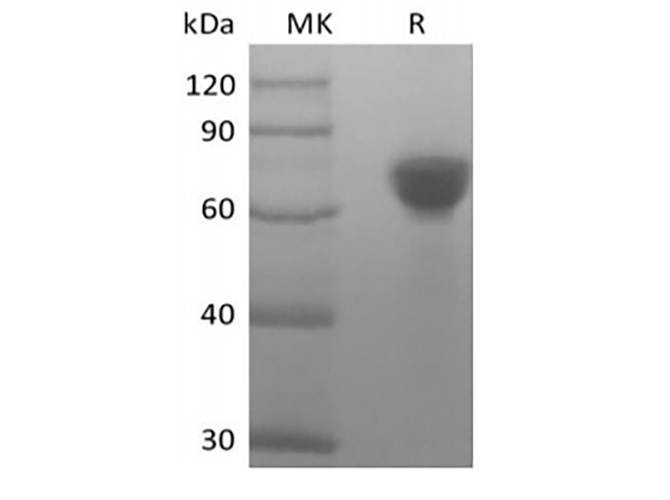 Валидация Elabscience PKSH034008(4239)
