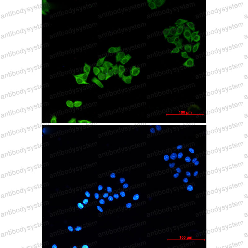 Валидация IF - AntibodySystem RHH49002