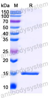 Валидация SDS-PAGE - AntibodySystem RHB94402