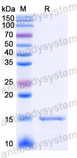Валидация SDS-PAGE - AntibodySystem RHD80804