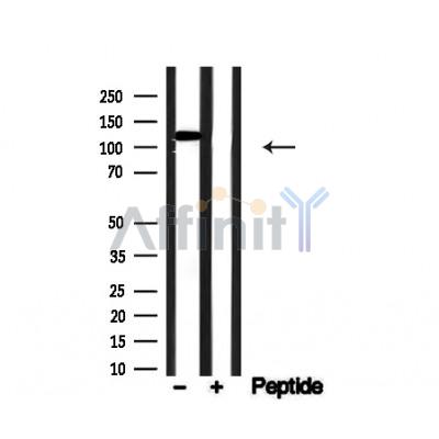 Валидация Affinity AF4745 - 2364