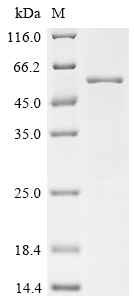 SDS-PAGE