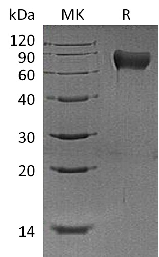 Валидация Elabscience PKSM041334(5228)
