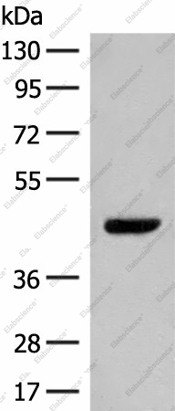 Вестерн-блоттинг, GPR52, клетки NIH/3T3