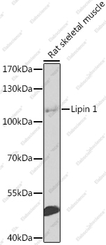 Вестерн-блоттинг, Lipin 1, скелетная мышца крысы