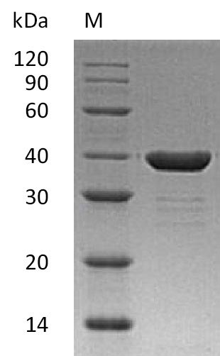 SDS-PAGE