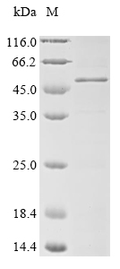 SDS-PAGE