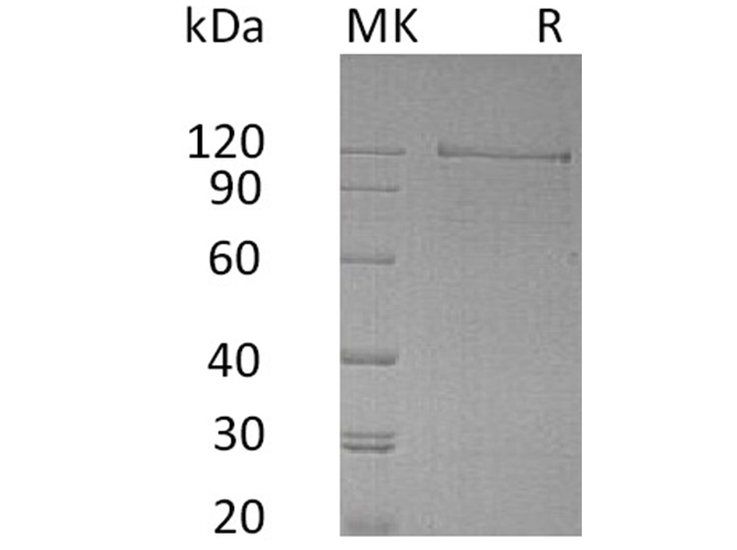 Валидация Elabscience PKSH033581(3875)