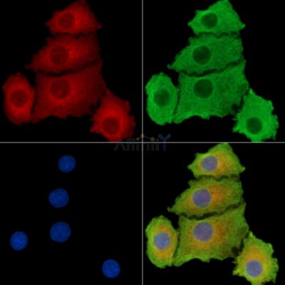 Валидация Affinity DF14754 - 10841