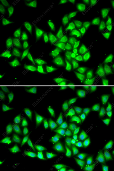 Иммунофлуоресценция, PCMT1, клетки HeLa