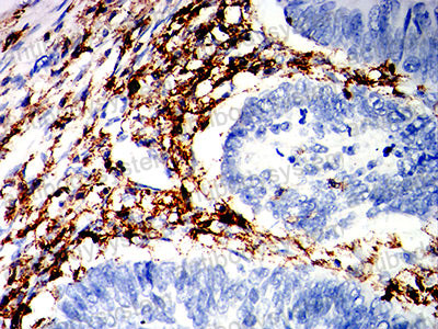Валидация AntibodySystem RHG76501